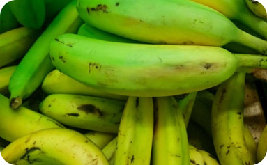 Bananas illustrating the crop whose discarded pseudostems are the focus of fibre research